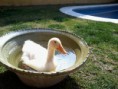 /album/fotogaleria-patito/a2012-03-03-11-49-38-jpg/